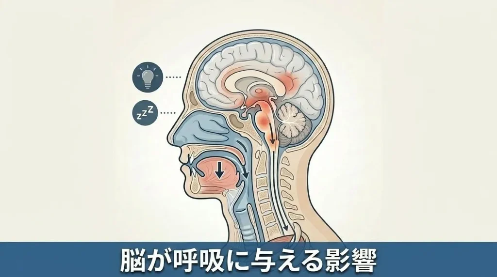 脳梗塞などの脳卒中でいびき様呼吸や起きない状態が起こる理由を示す脳と気道の図解