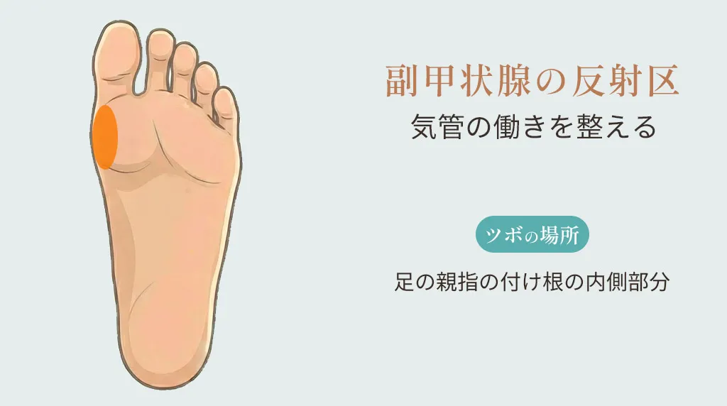 副甲状腺の反射区の位置。足の親指の付け根の内側部分を示したイラスト