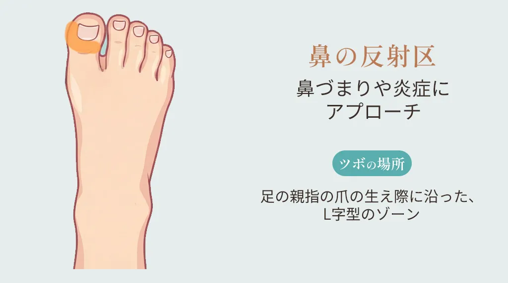 鼻の反射区の位置。足の親指の爪の生え際に沿った、L字型のゾーンを示したイラスト