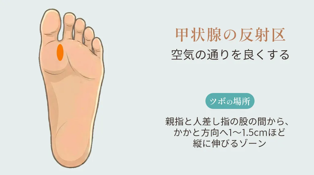 甲状腺の反射区の位置。親指と人差し指の股の間から、かかと方向へ1〜1.5cmほど縦に伸びるゾーンを示したイラスト