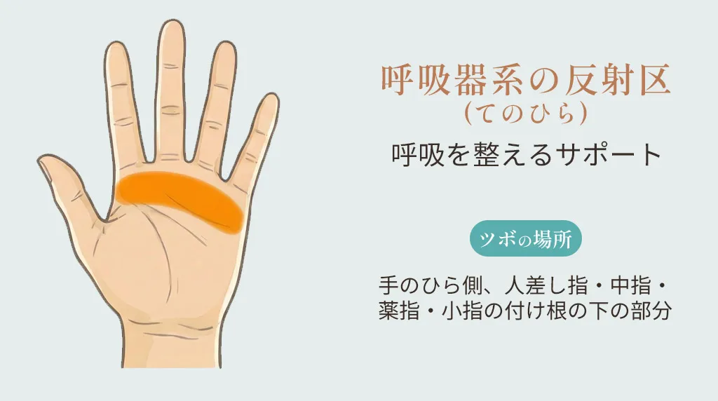 呼吸器系の反射区（手のひら）の位置。手のひら側、人差し指・中指・薬指・小指の付け根の下の部分を示したイラスト