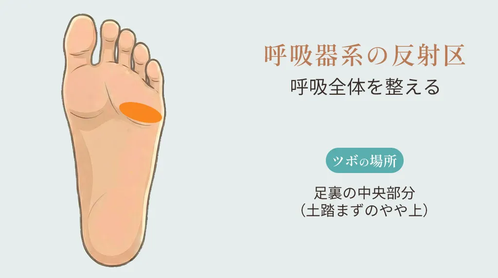 呼吸器系の反射区の位置。足裏の中央部分（土踏まずのやや上）を示したイラスト