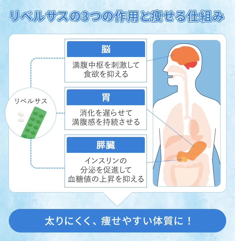 リベルサスで体重が落ちる仕組み